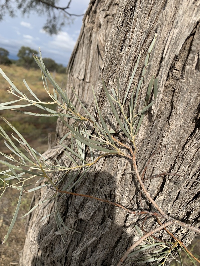 Acacia tephrina photo 5