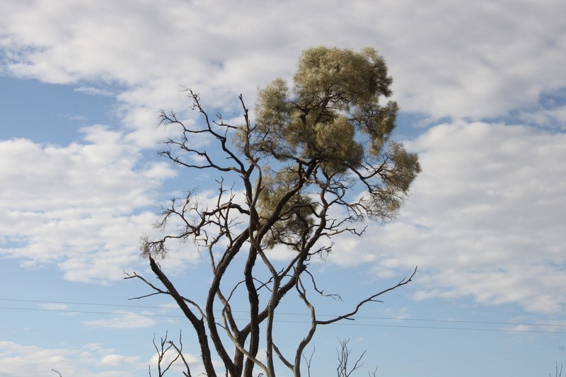 Acacia tephrina photo 6