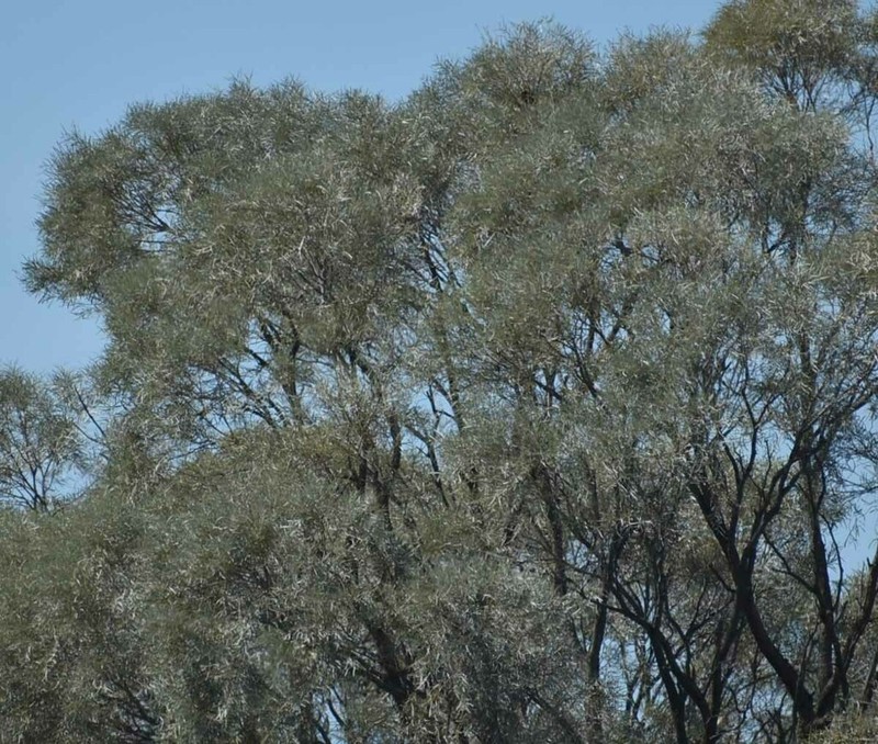 Acacia tephrina photo 7