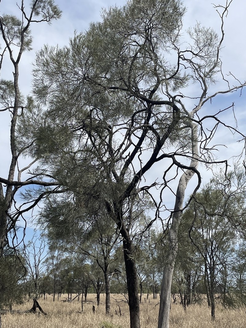 Acacia tephrina photo 8