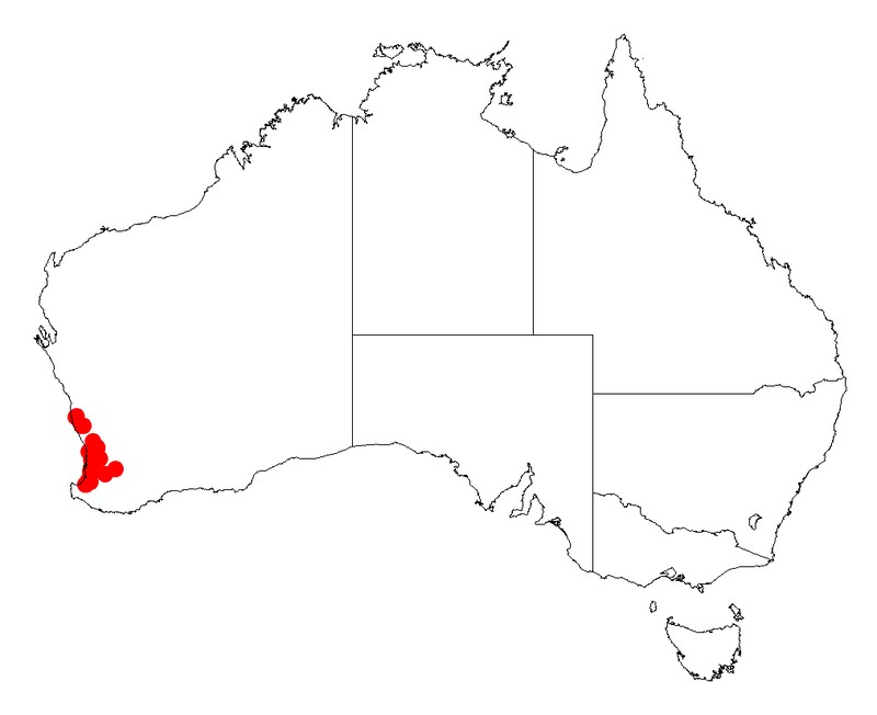 Acacia teretifolia