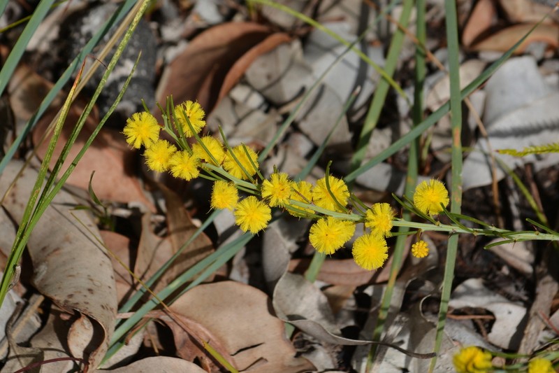 Acacia teretifolia photo 2