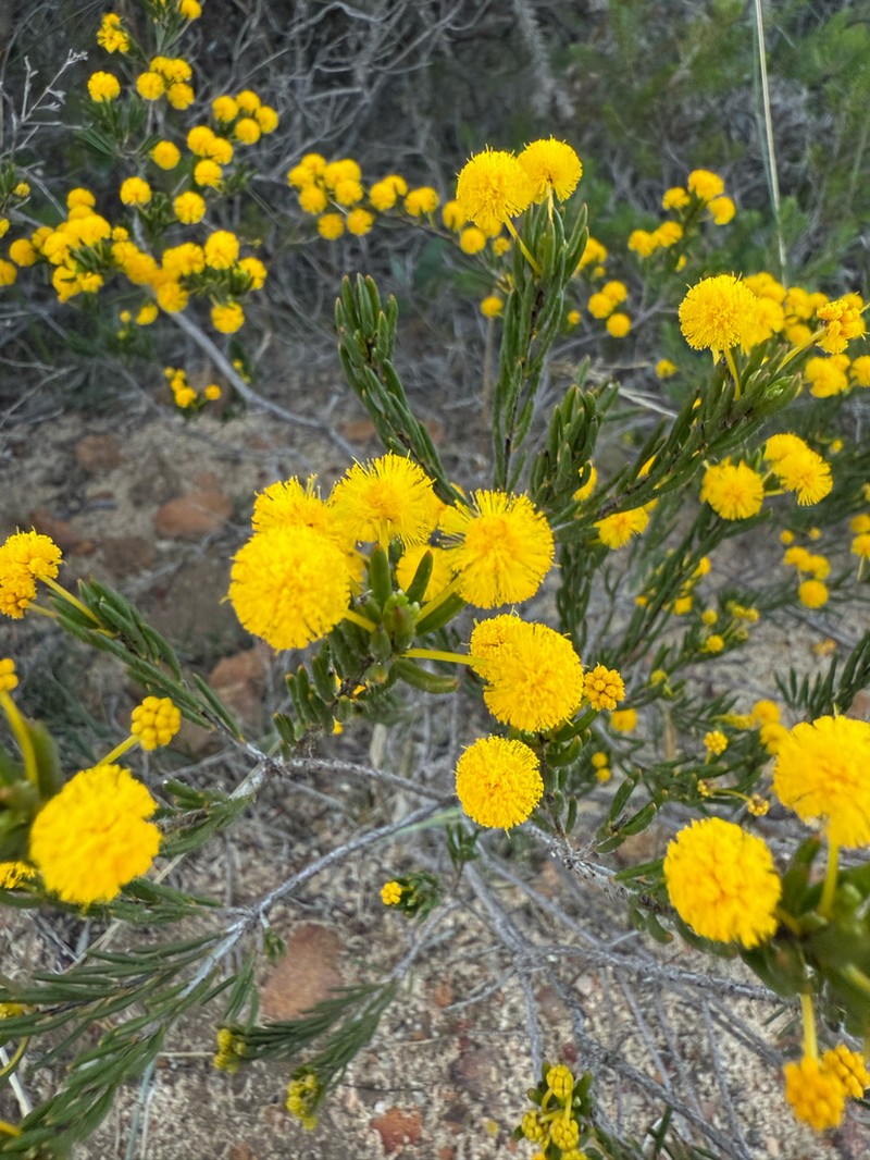 Acacia teretifolia photo 3