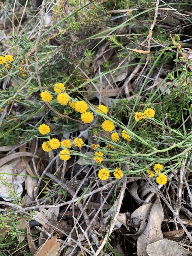 Acacia teretifolia photo 4