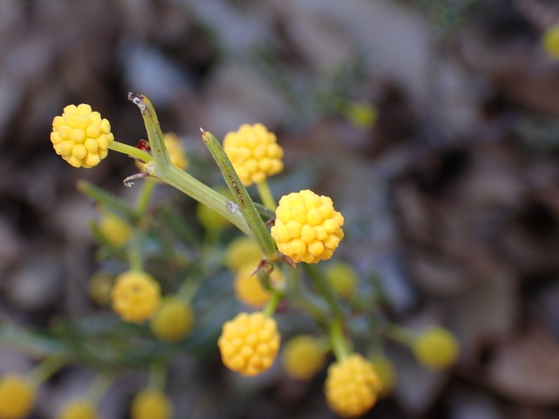 Acacia teretifolia photo 5