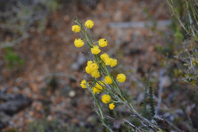 Acacia teretifolia photo 6