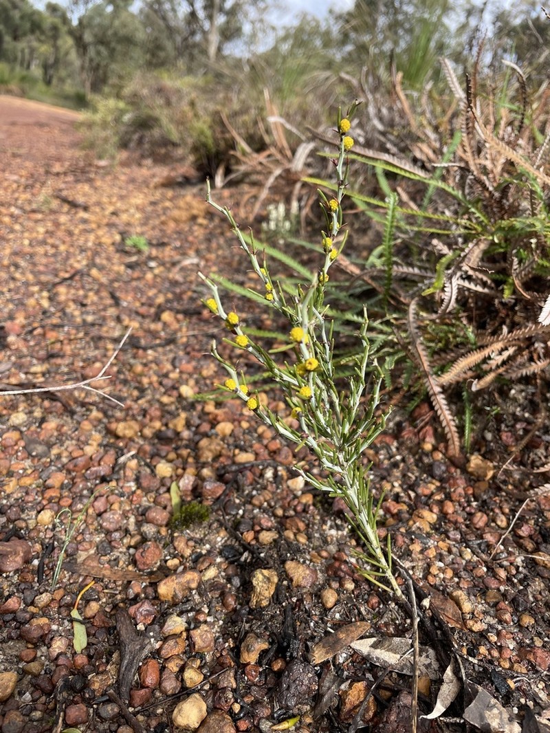 Acacia teretifolia photo 7