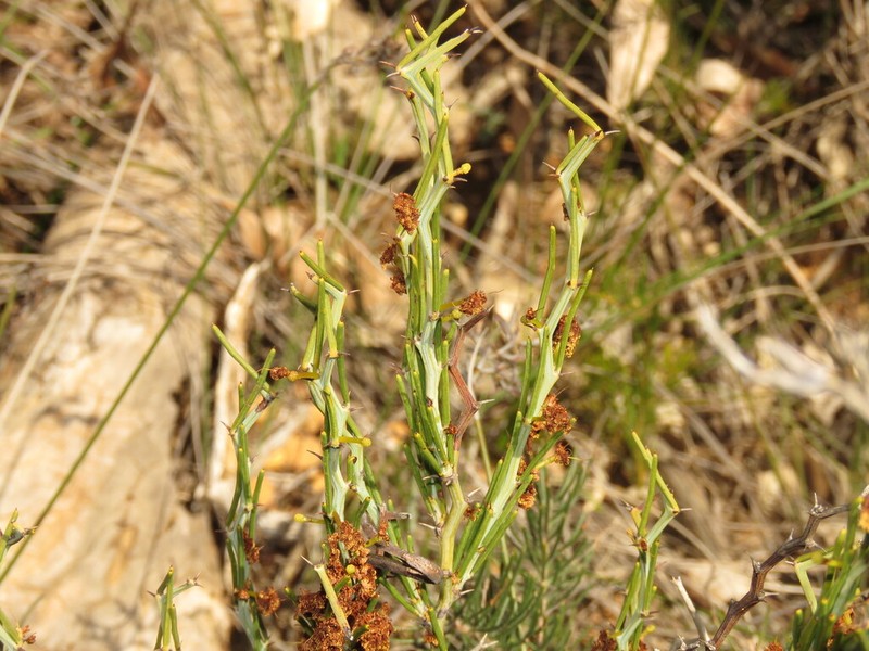 Acacia teretifolia photo 8
