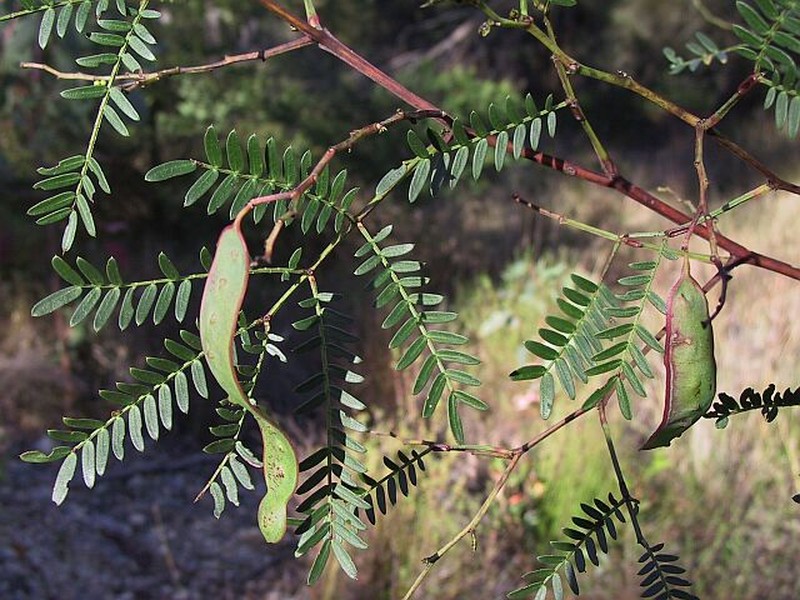 Acacia terminalis