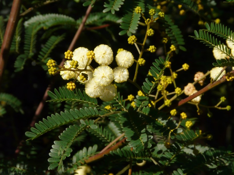 Acacia terminalis photo 2