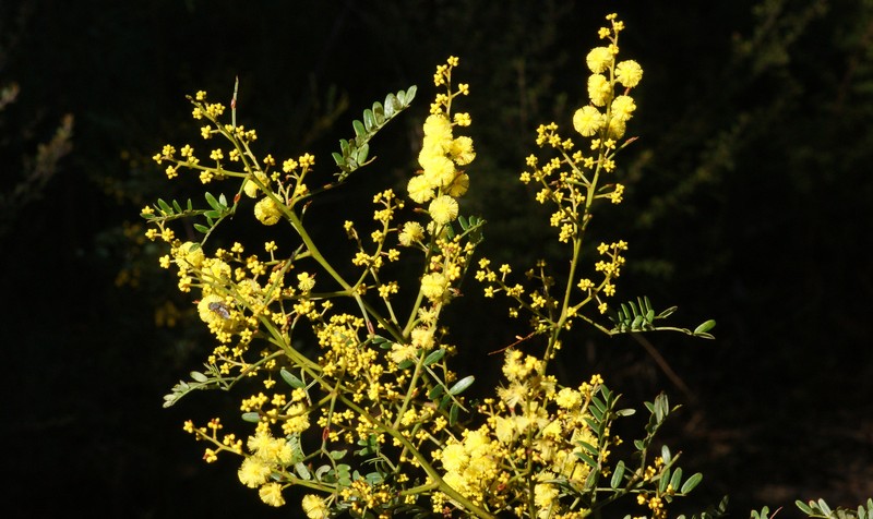 Acacia terminalis photo 3