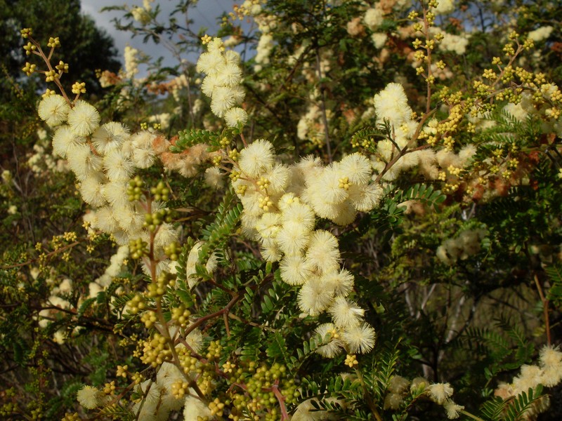 Acacia terminalis photo 4