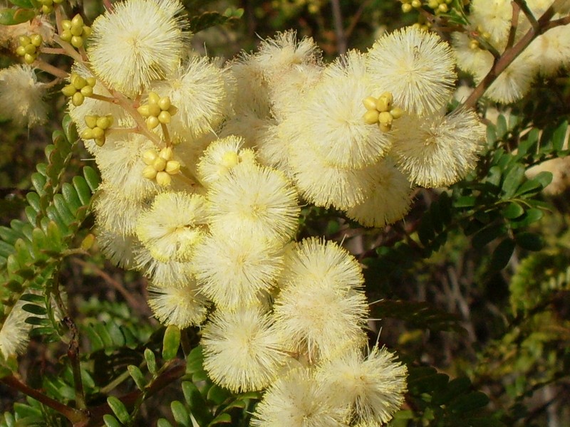 Acacia terminalis photo 5