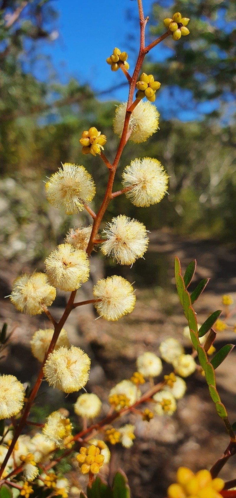 Acacia terminalis photo 7