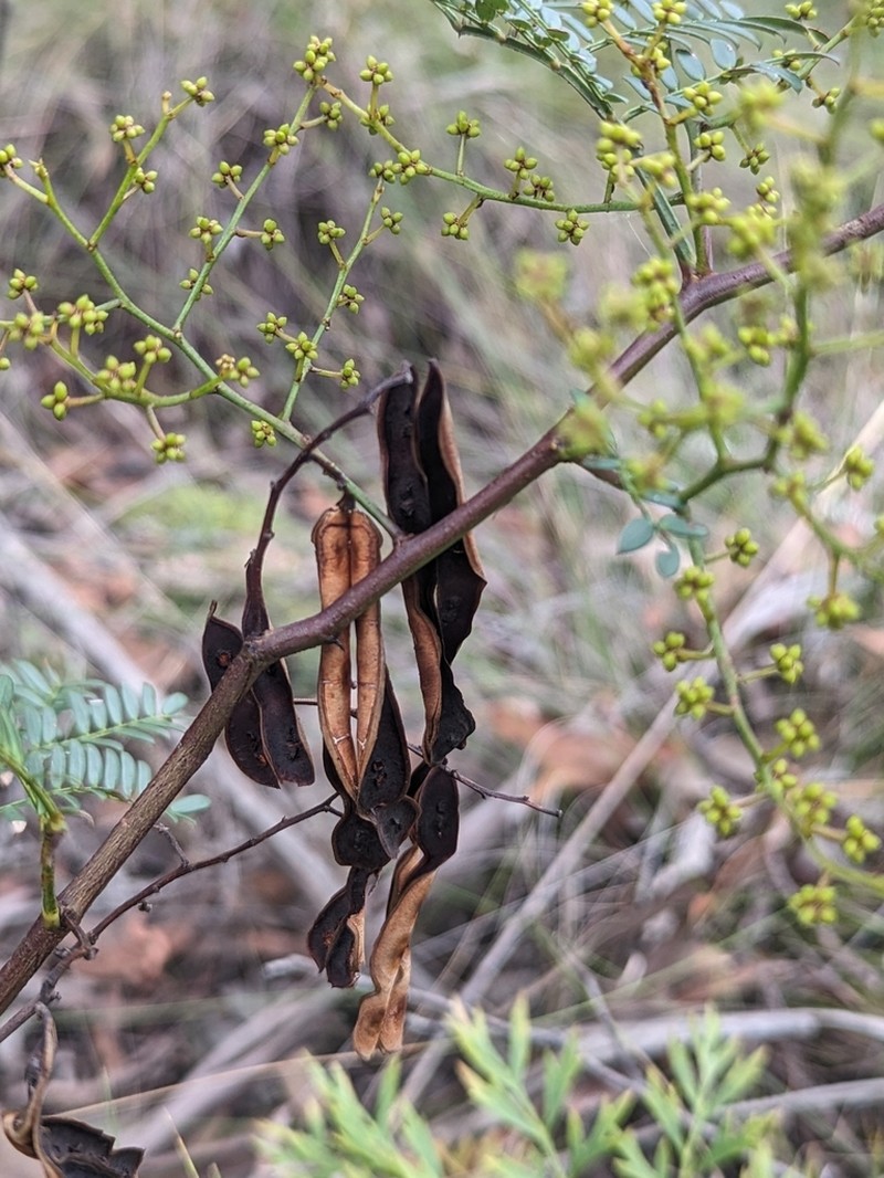 Acacia terminalis photo 8