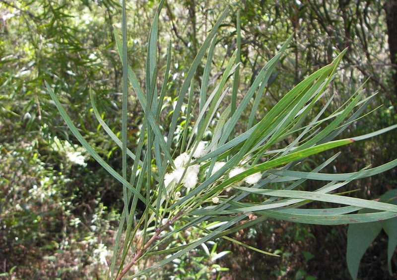 Acacia tessellata photo 2