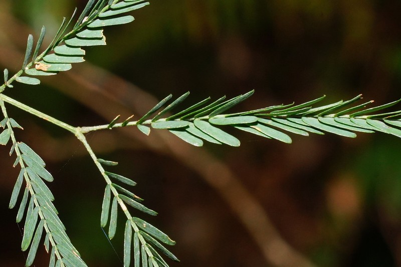 Acacia tessellata photo 3