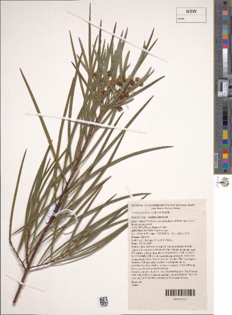 Acacia tessellata photo 4