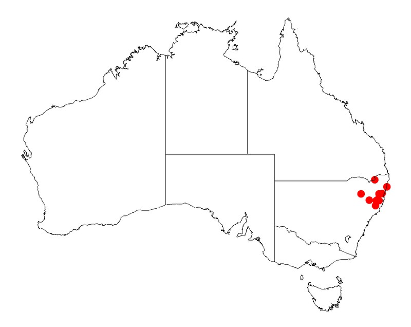 Acacia tessellata