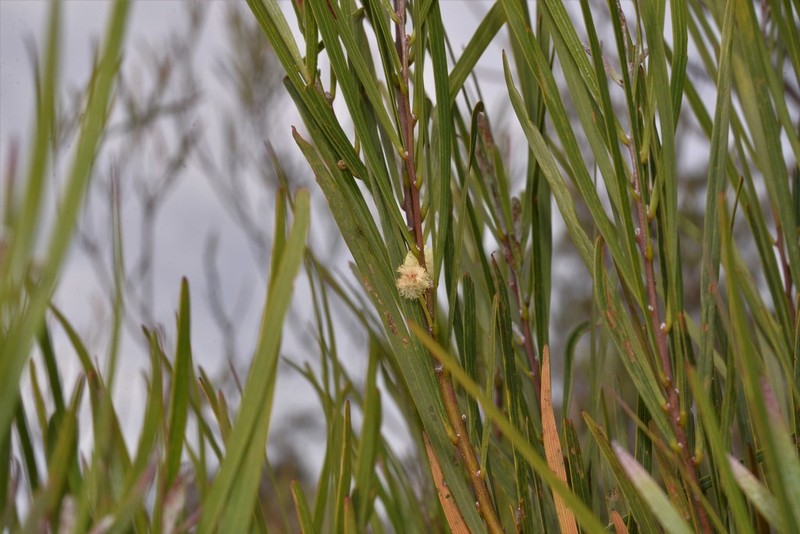 Acacia tessellata photo 2