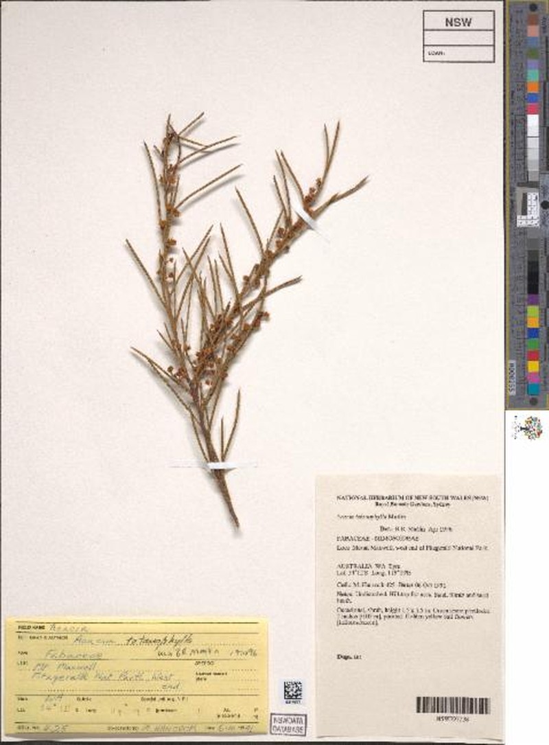 Acacia tetanophylla photo 2