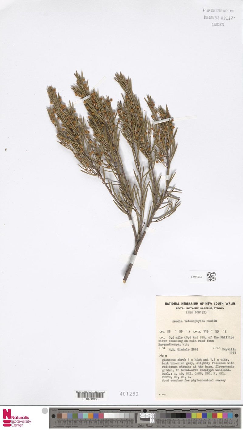 Acacia tetanophylla photo 3