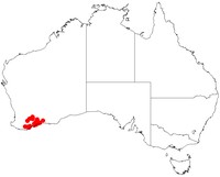 Acacia tetanophylla