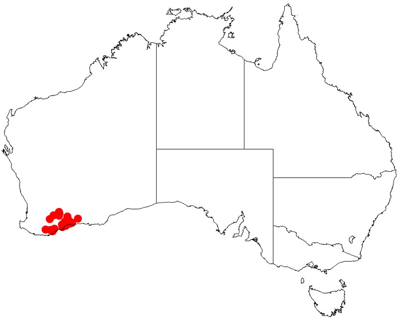 Acacia tetanophylla