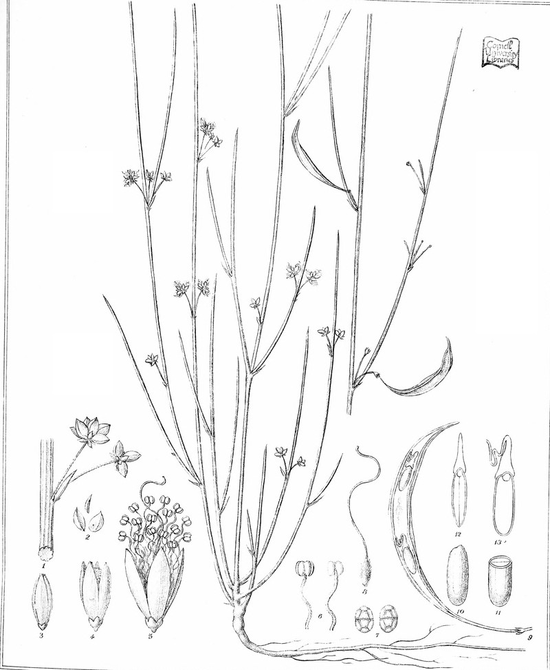 Acacia tetragonocarpa