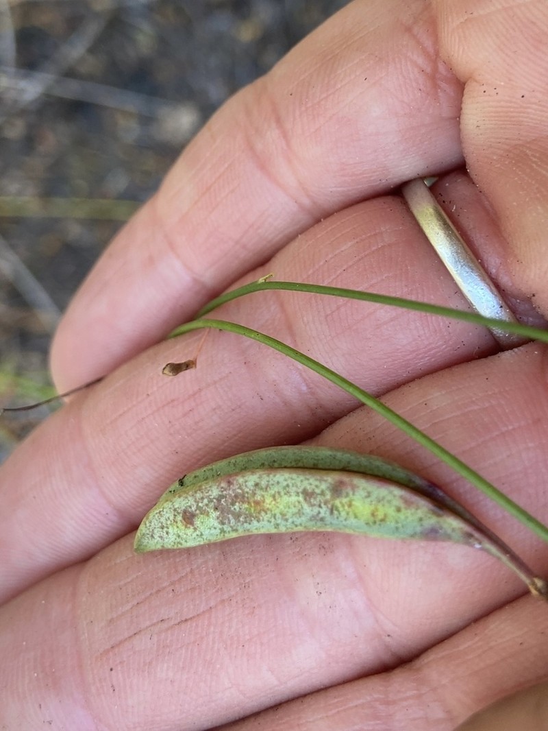 Acacia tetragonocarpa photo 3