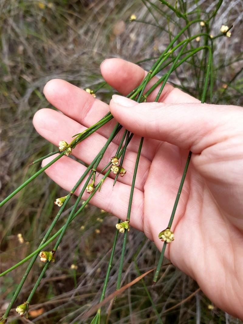Acacia tetragonocarpa photo 4