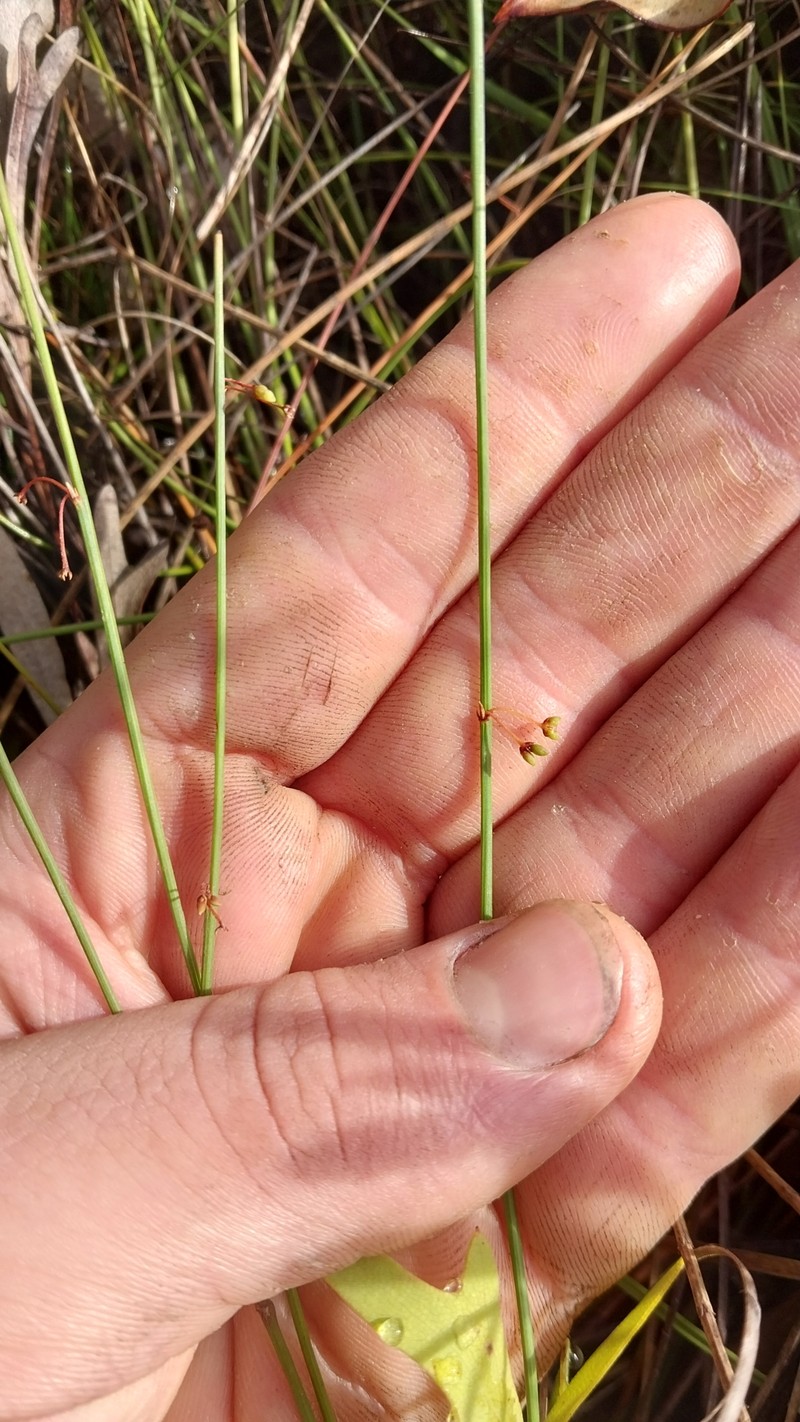 Acacia tetragonocarpa photo 5