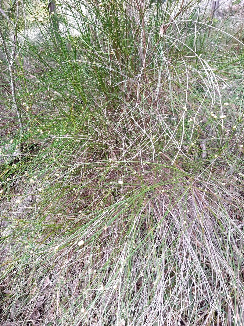 Acacia tetragonocarpa photo 7