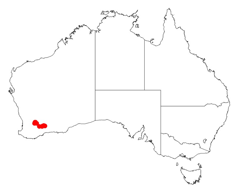Acacia tetraneura