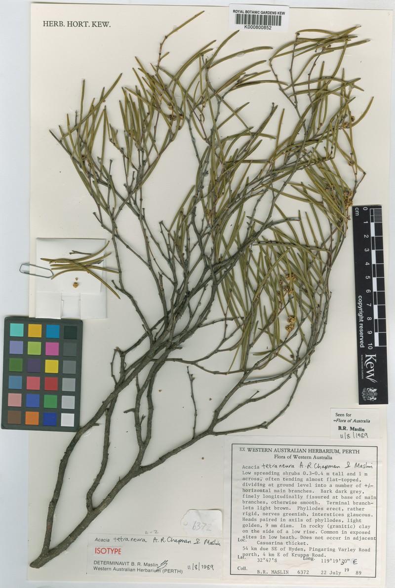 Acacia tetraneura photo 2