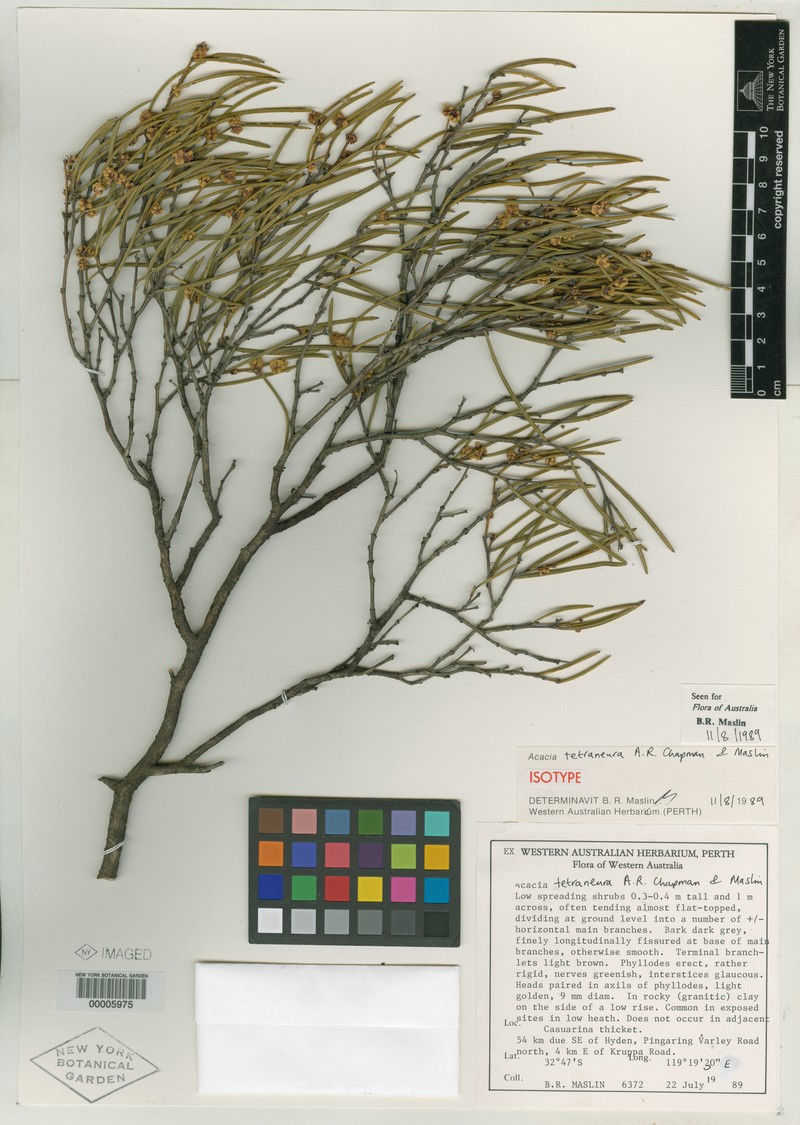 Acacia tetraneura photo 3