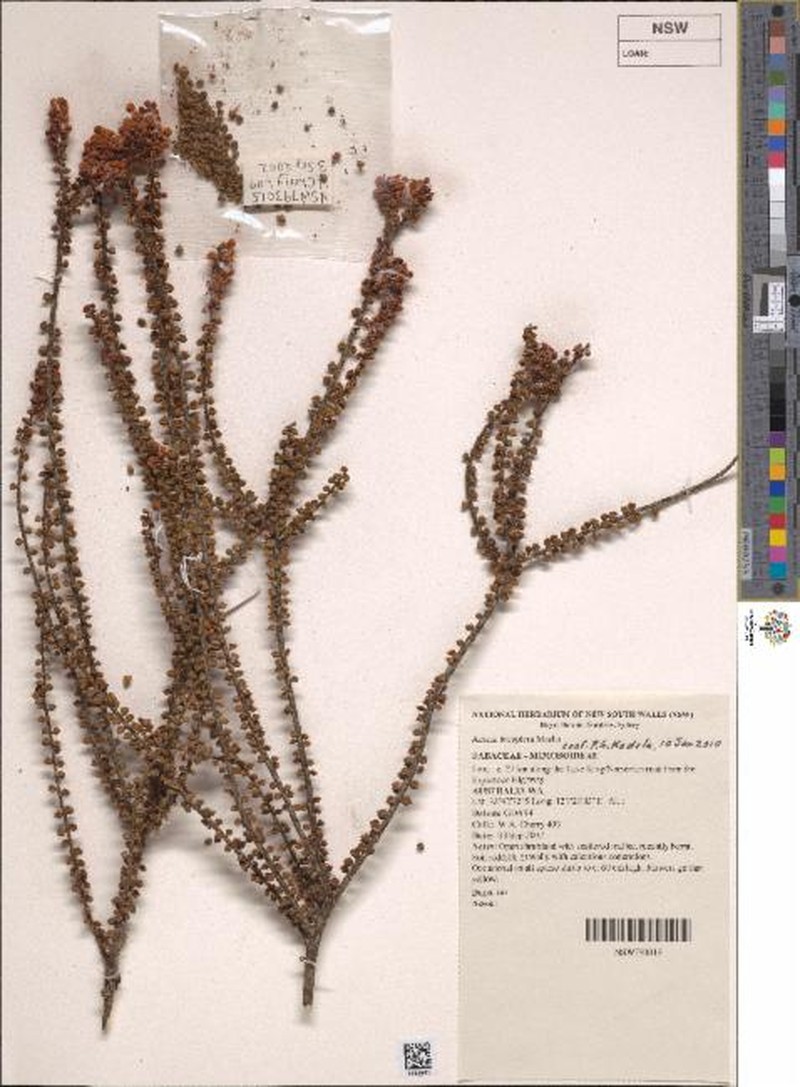 Acacia tetraptera photo 3
