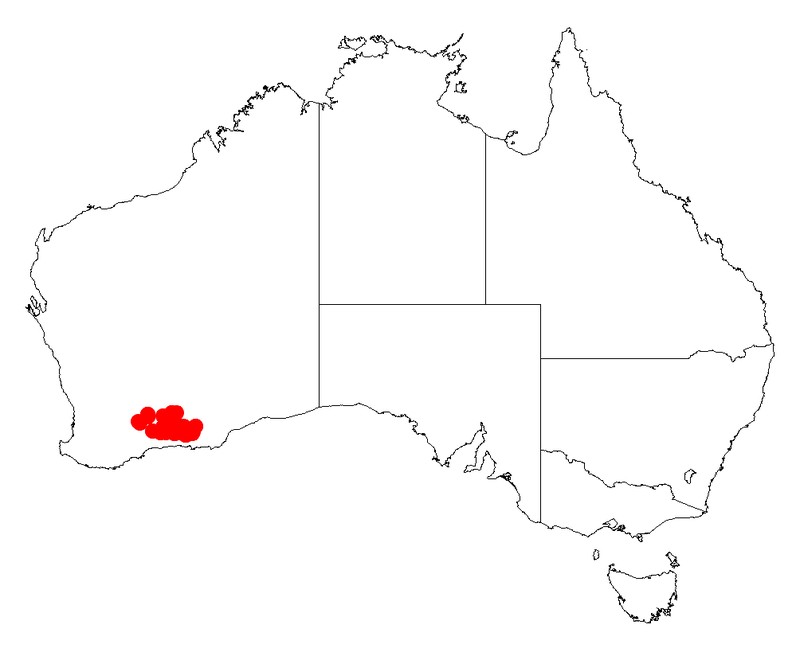 Acacia tetraptera