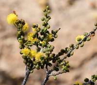 Acacia tetraptera