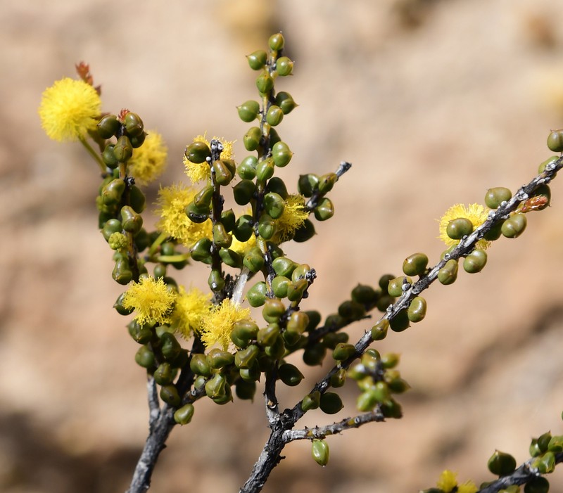Acacia tetraptera photo 3