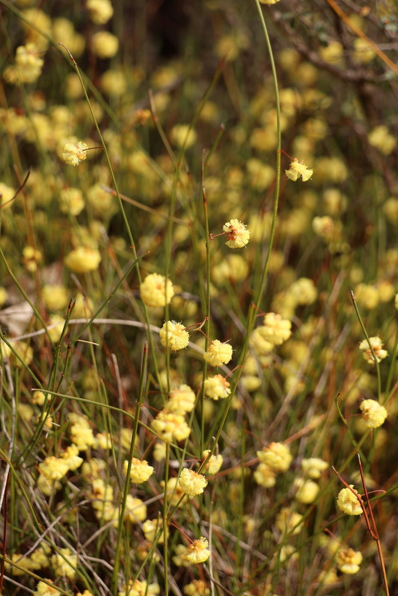 Acacia thieleana photo 2