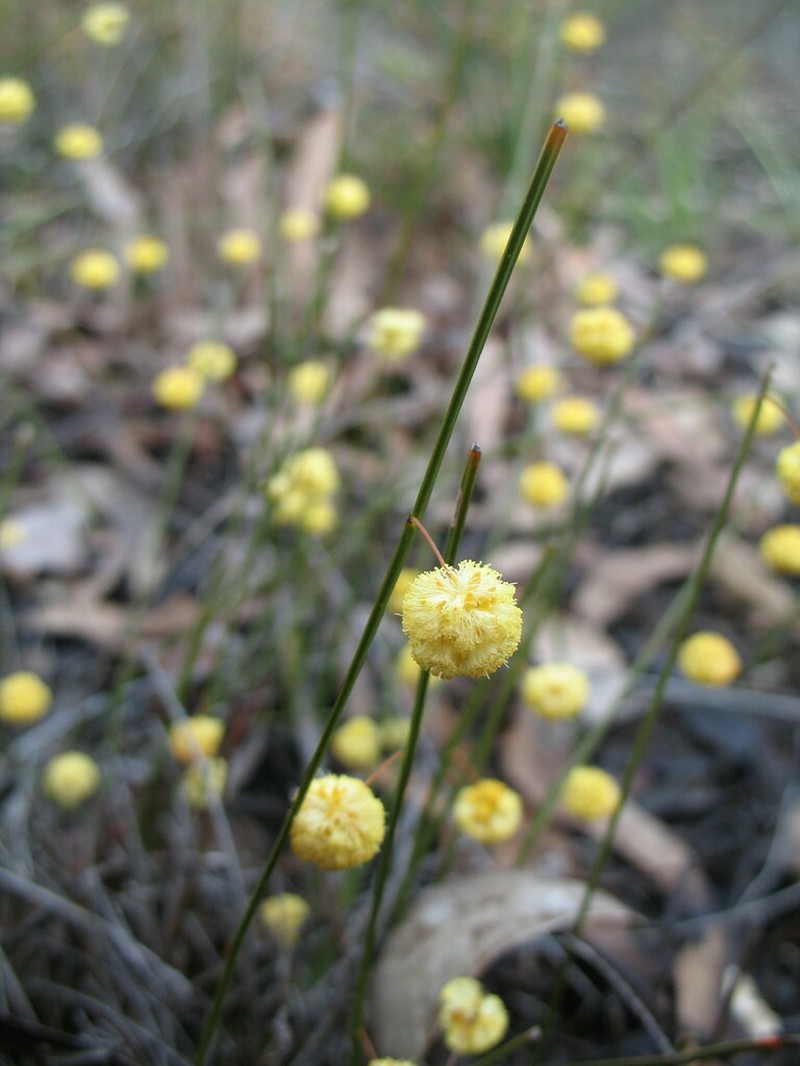 Acacia thieleana photo 3
