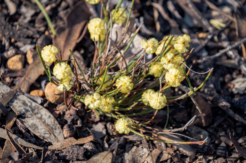 Acacia thieleana photo 4