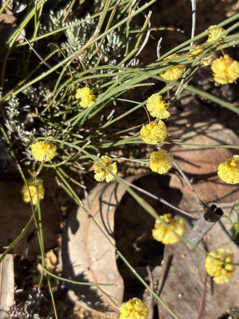 Acacia thieleana photo 5