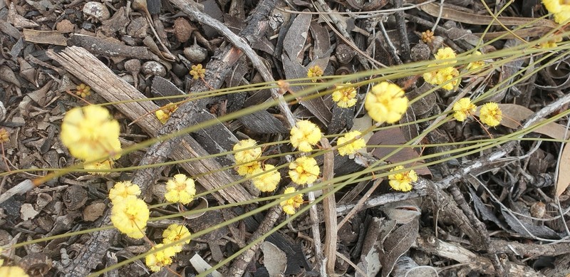 Acacia thieleana photo 7
