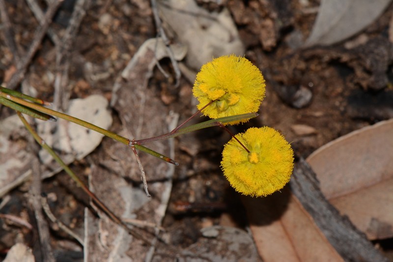 Acacia thieleana photo 8