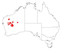 Acacia thoma