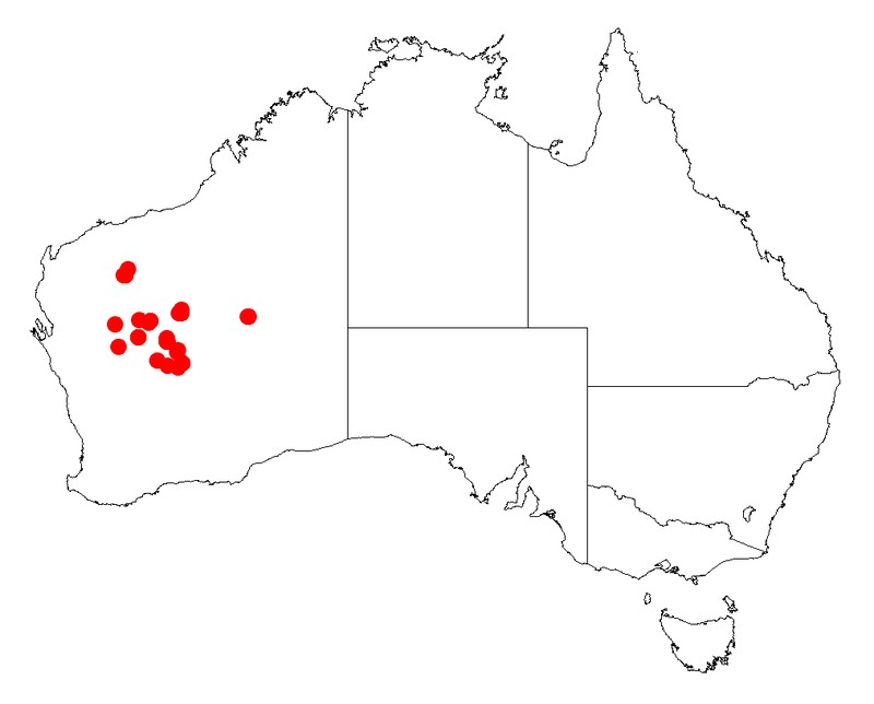 Acacia thoma