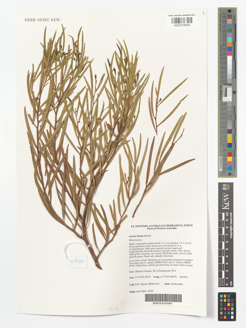 Acacia thoma photo 2