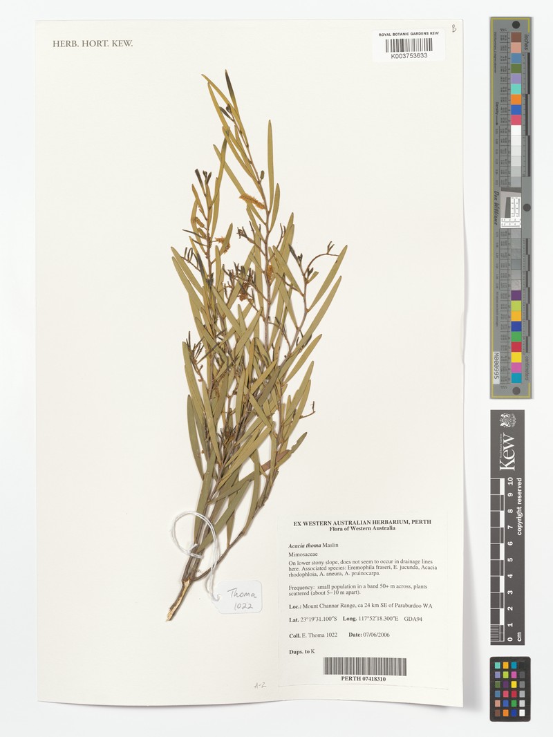Acacia thoma photo 3